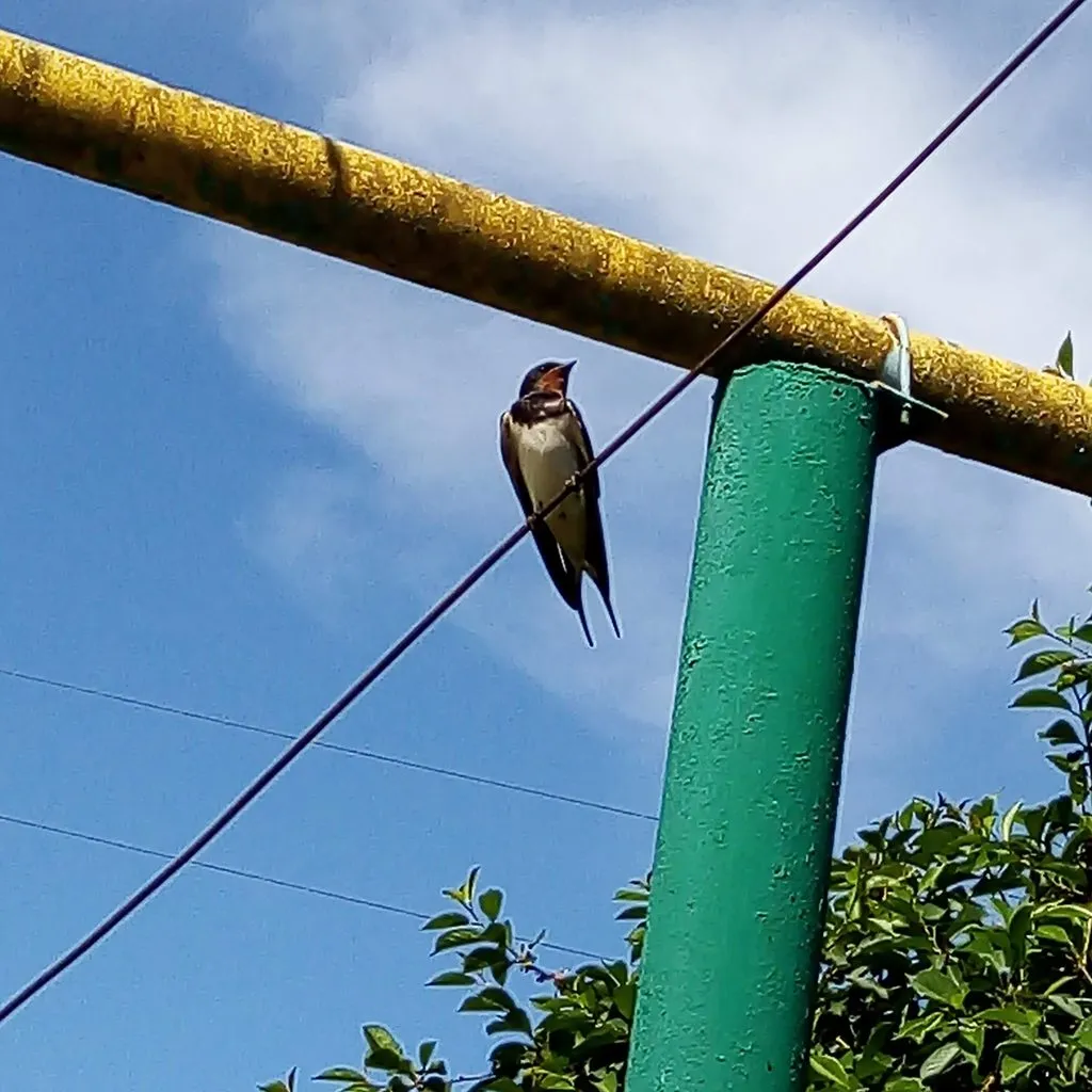 Чайная беседка
