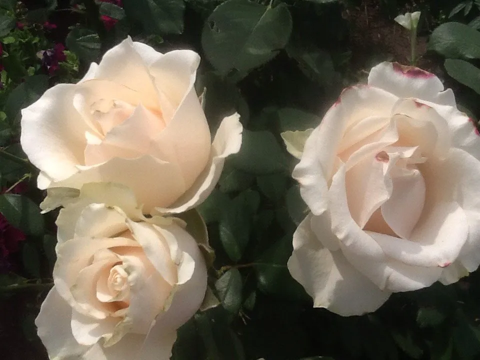 Tapтaлeтки & Ко