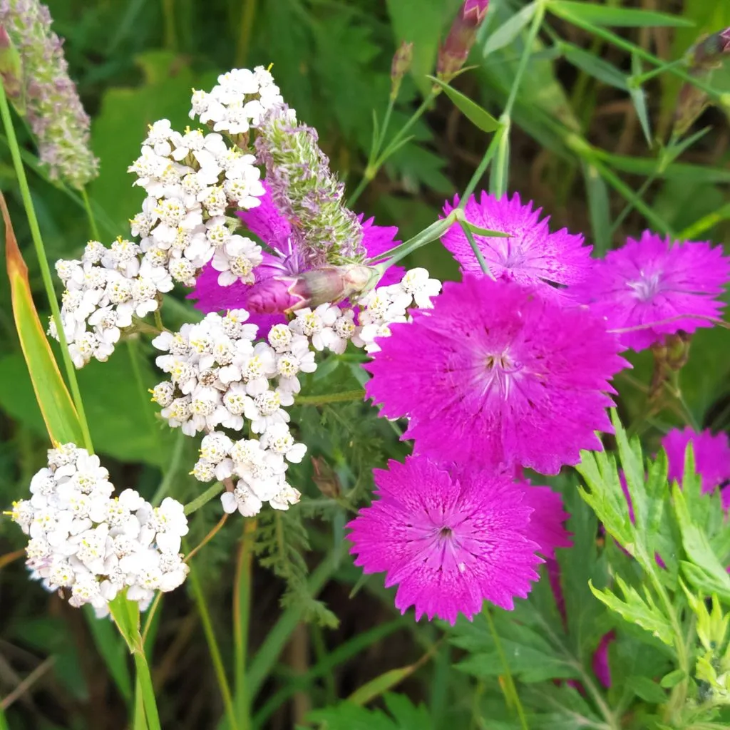 Чайная беседка