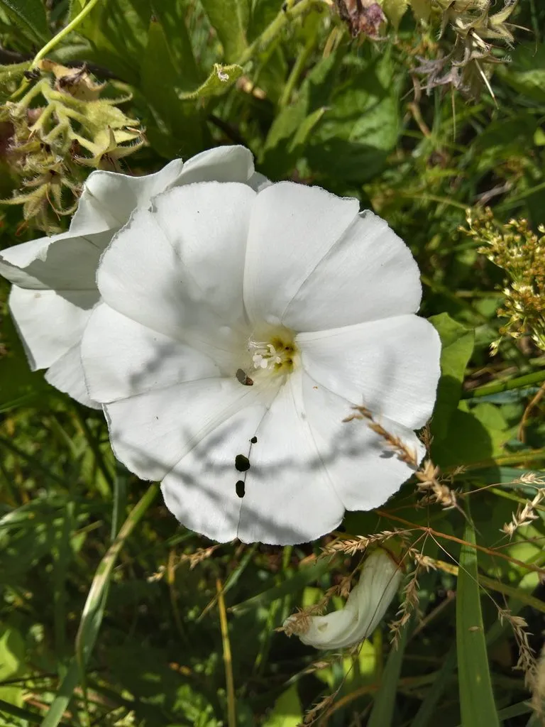 Чайная беседка