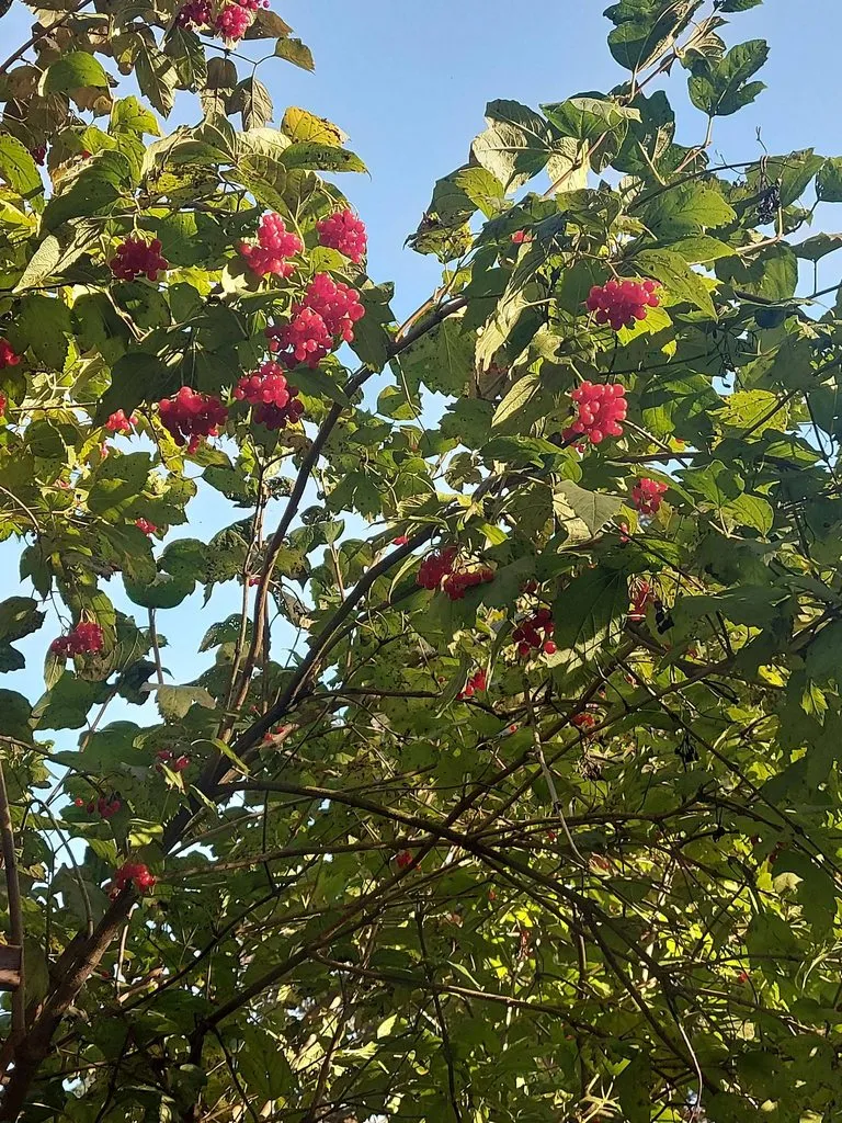 Чайная беседка