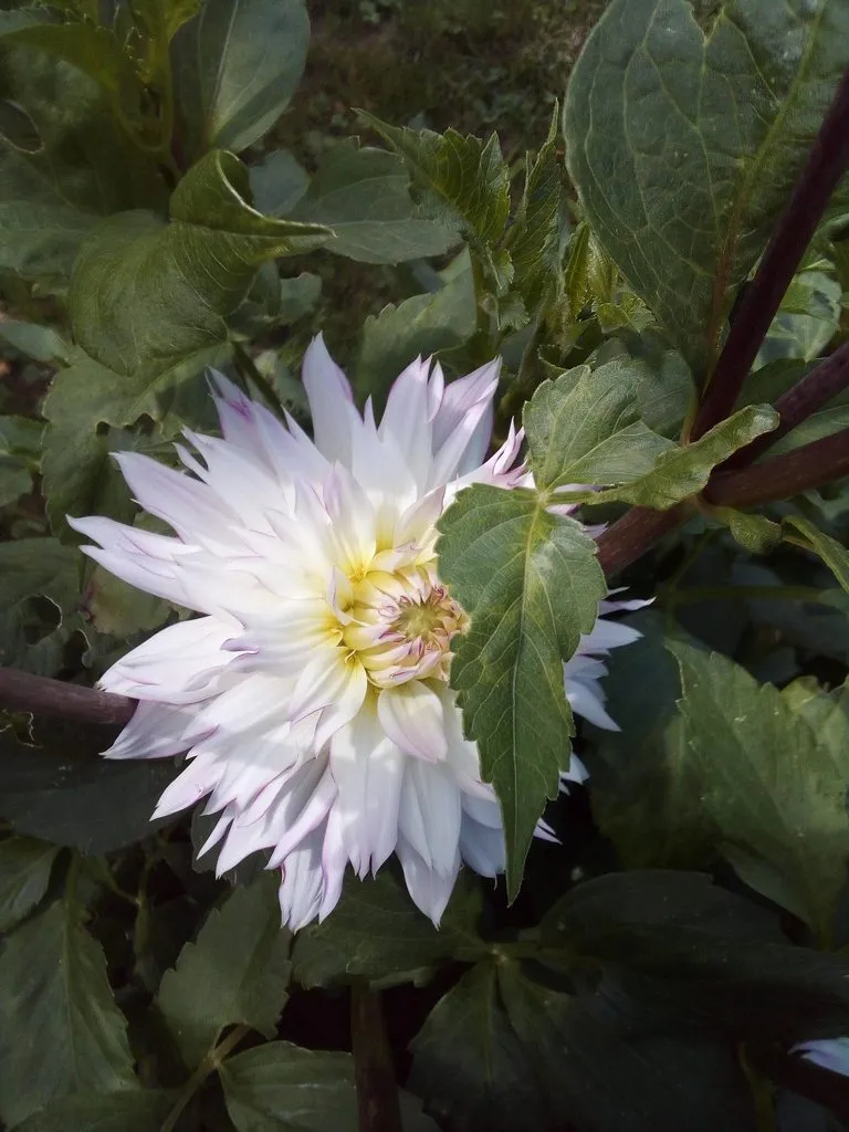 Чайная беседка