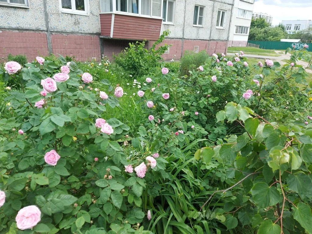 Tapтaлeтки & Ко