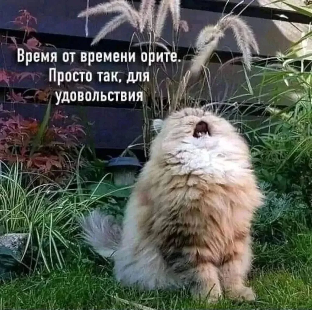 Кошичкина полиция