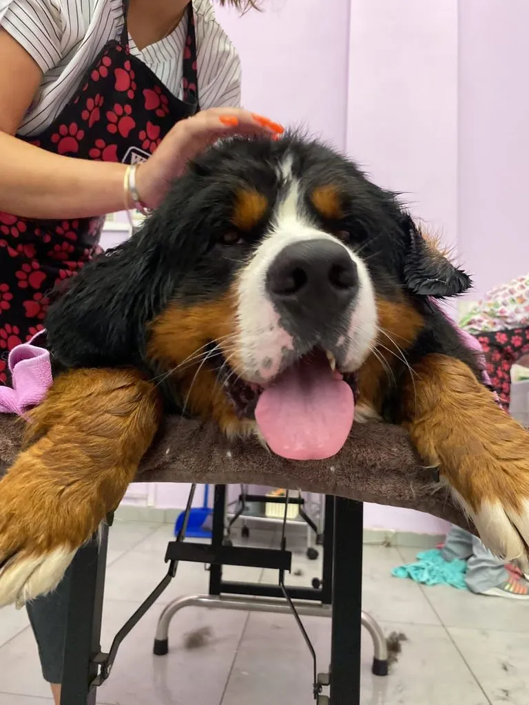 Чайная беседка