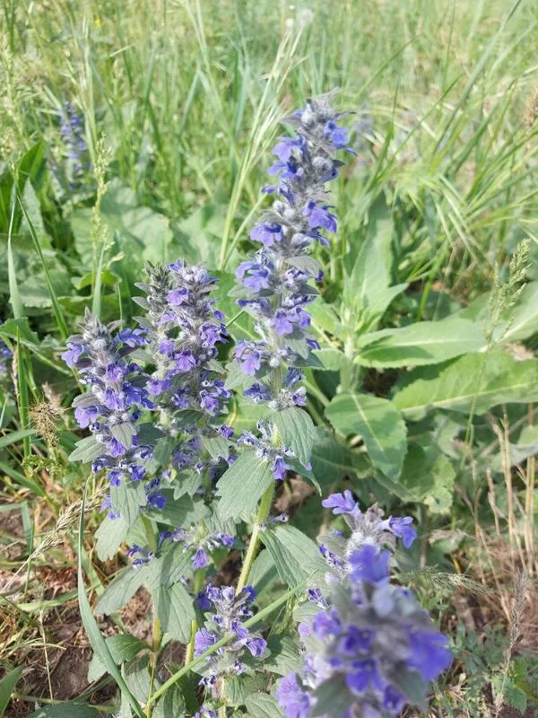 Чайная беседка