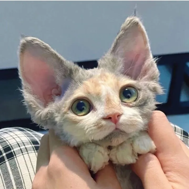 Кошичкина полиция