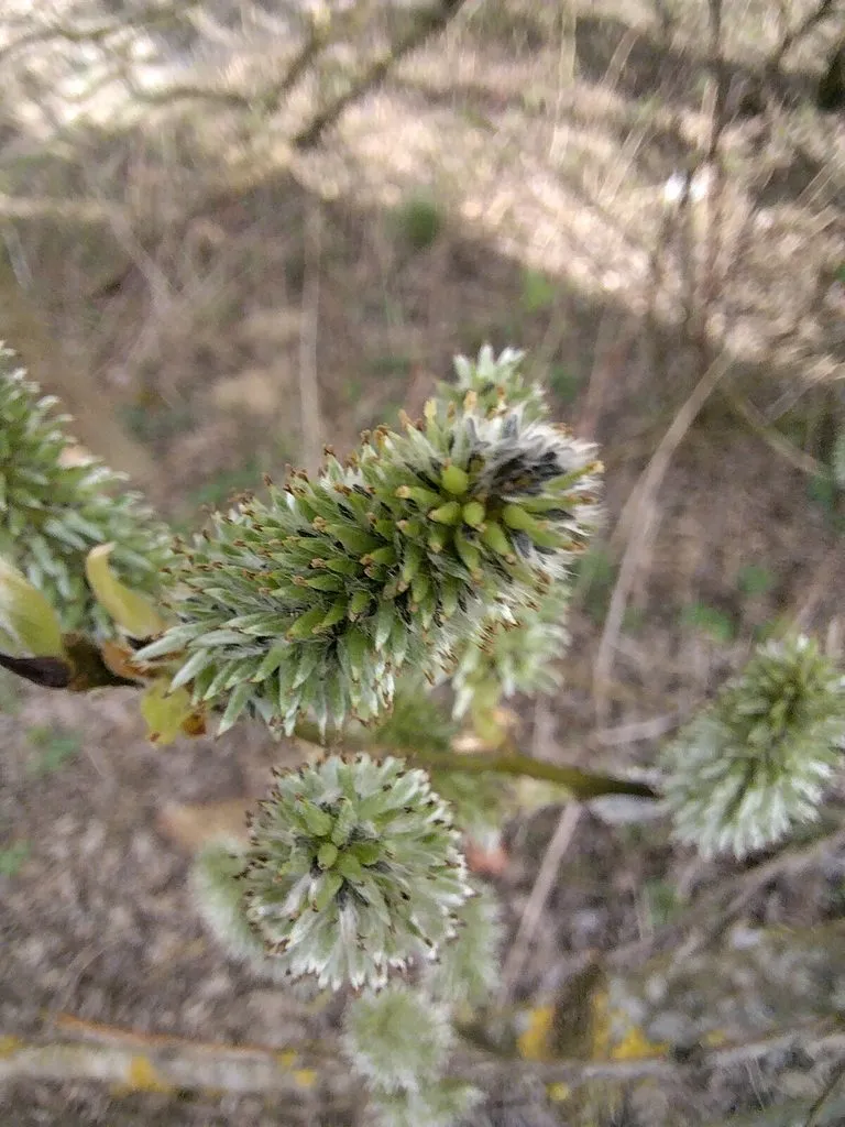 Чайная беседка