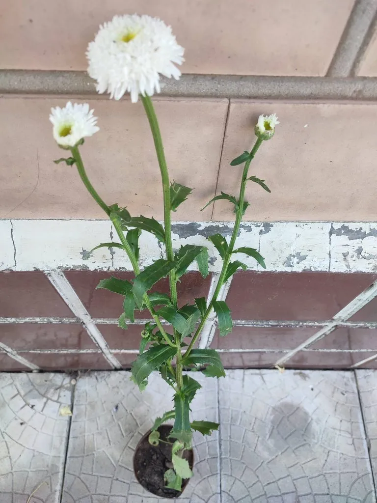 Флора