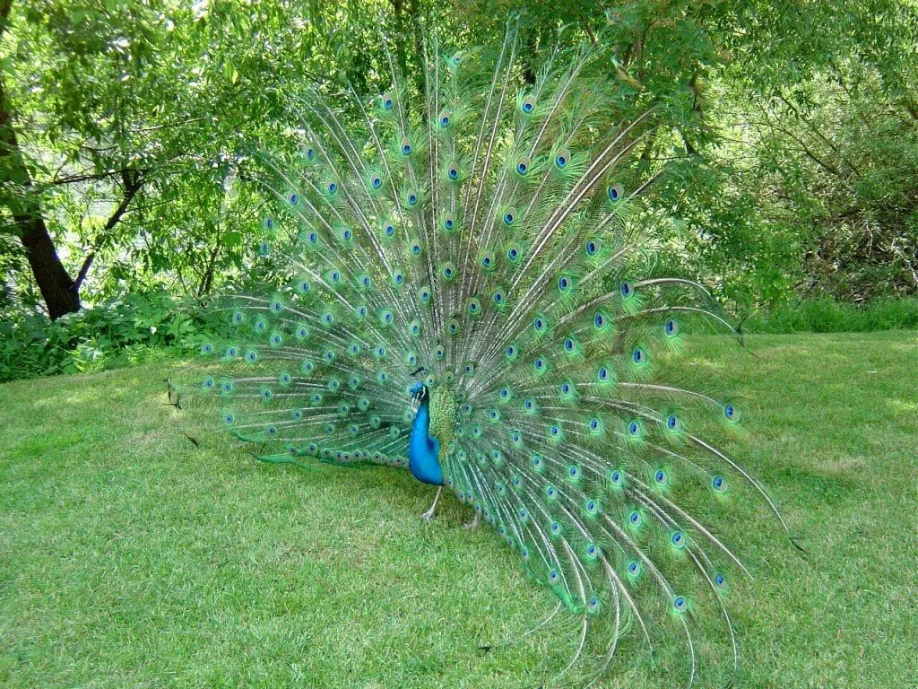 Эти забавные животные