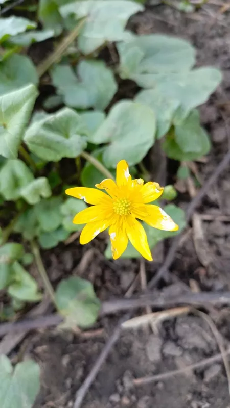 Коломенское