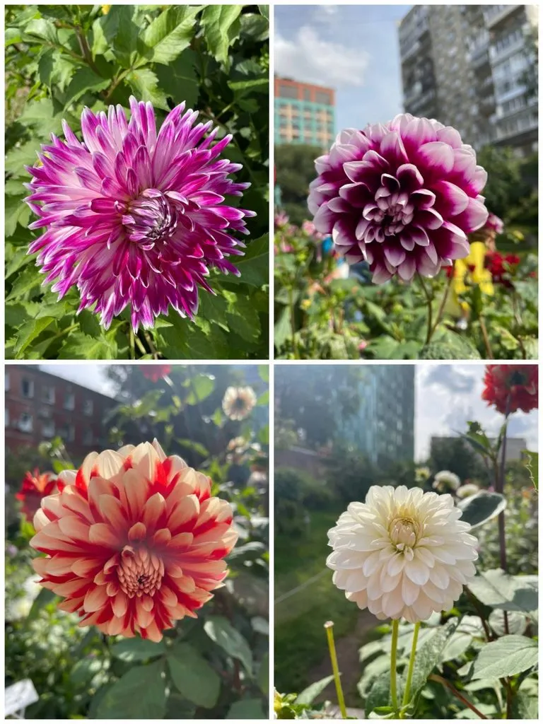 Чайная беседка