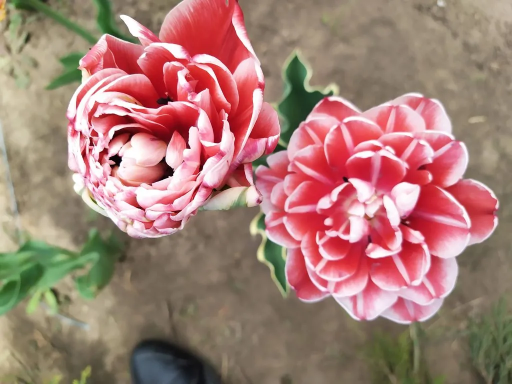 Чайная беседка