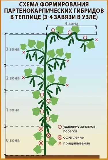 Домашняя инфографика