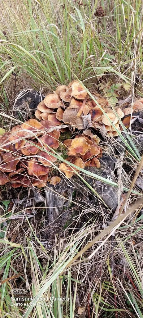 По грибы с лукошком