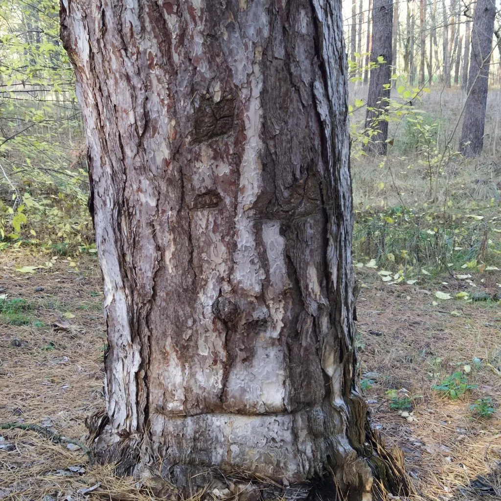 Фотонастроение