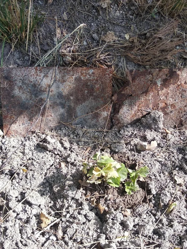 Кафе «У пани Сони»