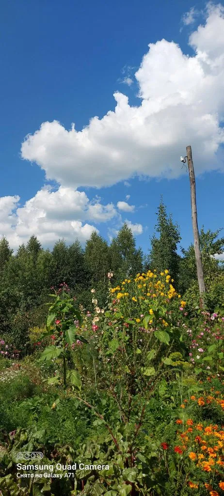 Чайная беседка