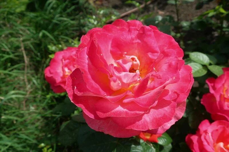 Флора