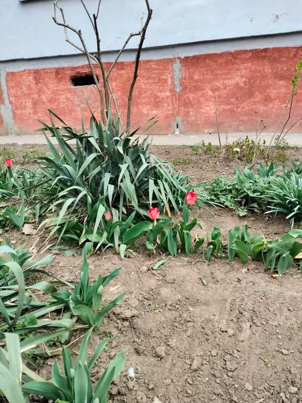 Чайная беседка