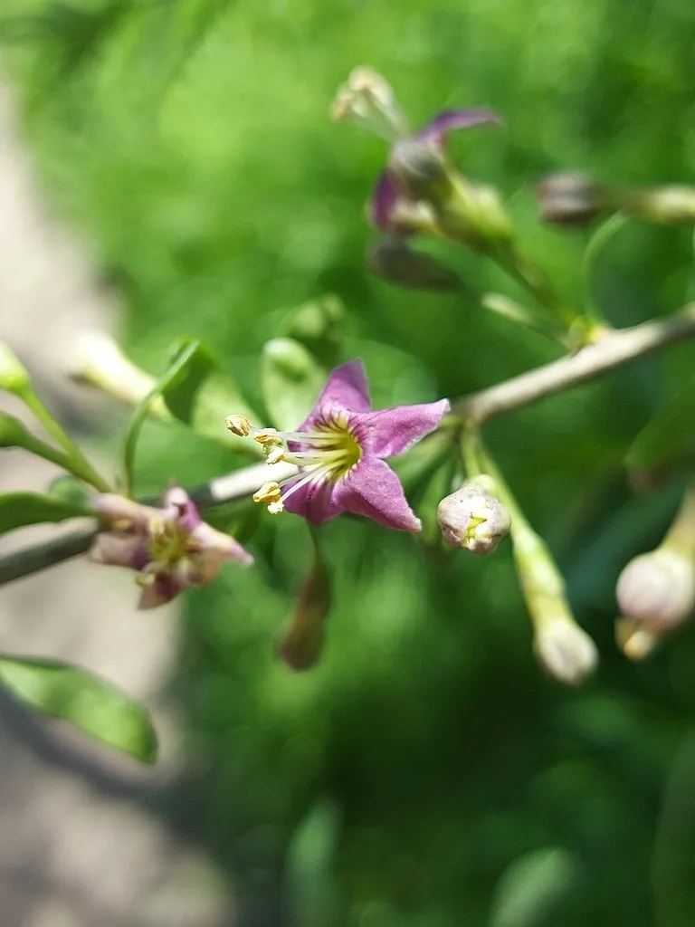 Чайная беседка