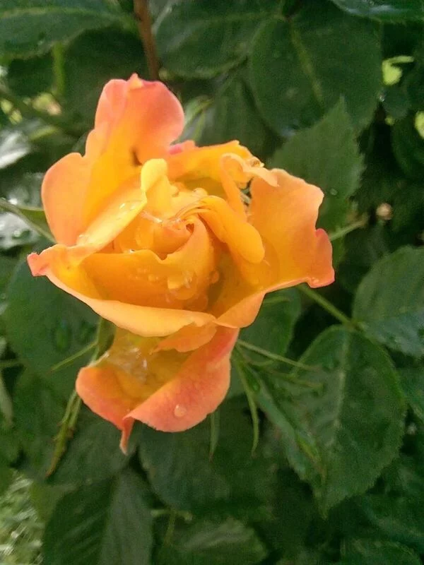 Чайная беседка