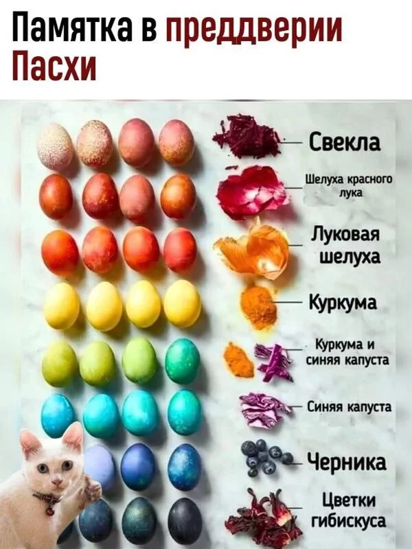 Кулинарная инфографика