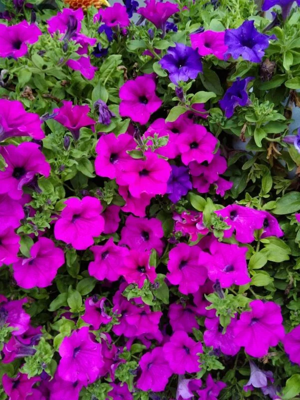 Фотонастроение