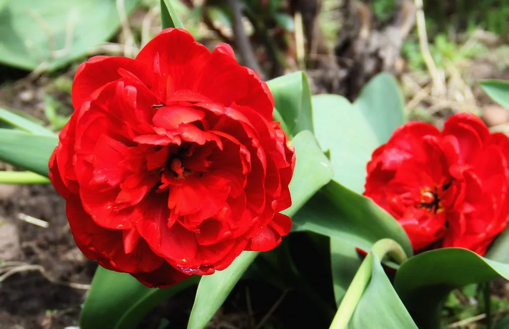 Чайная беседка