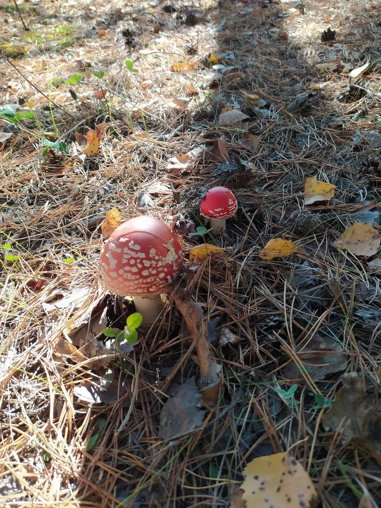 Чайная беседка