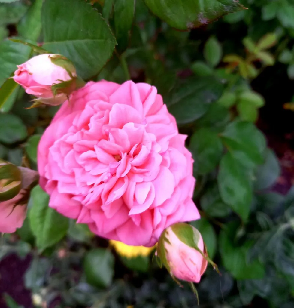 Tapтaлeтки & Ко