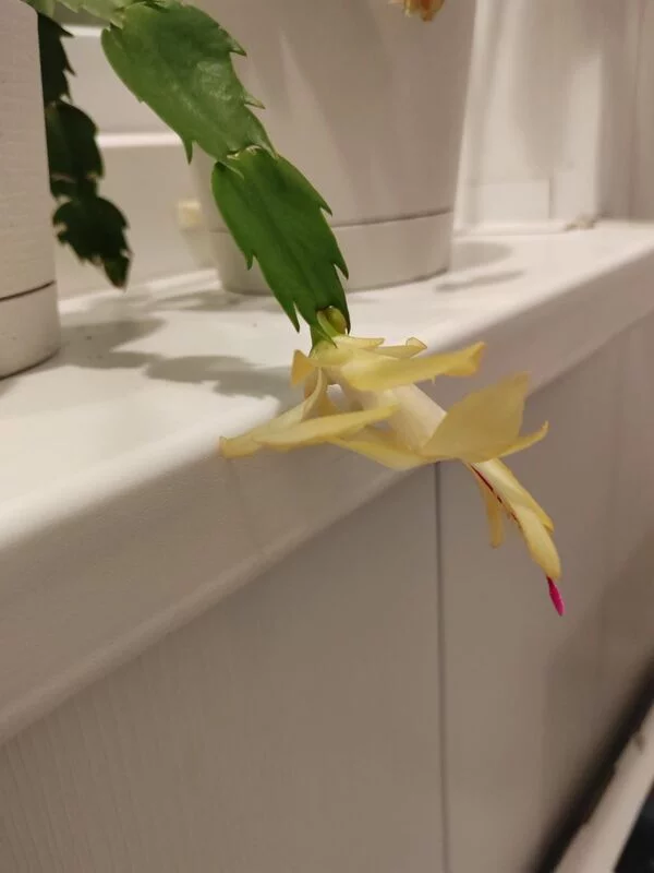 Зеленые любимцы