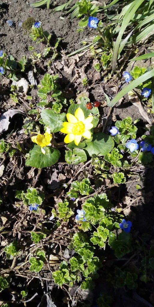 Чайная беседка