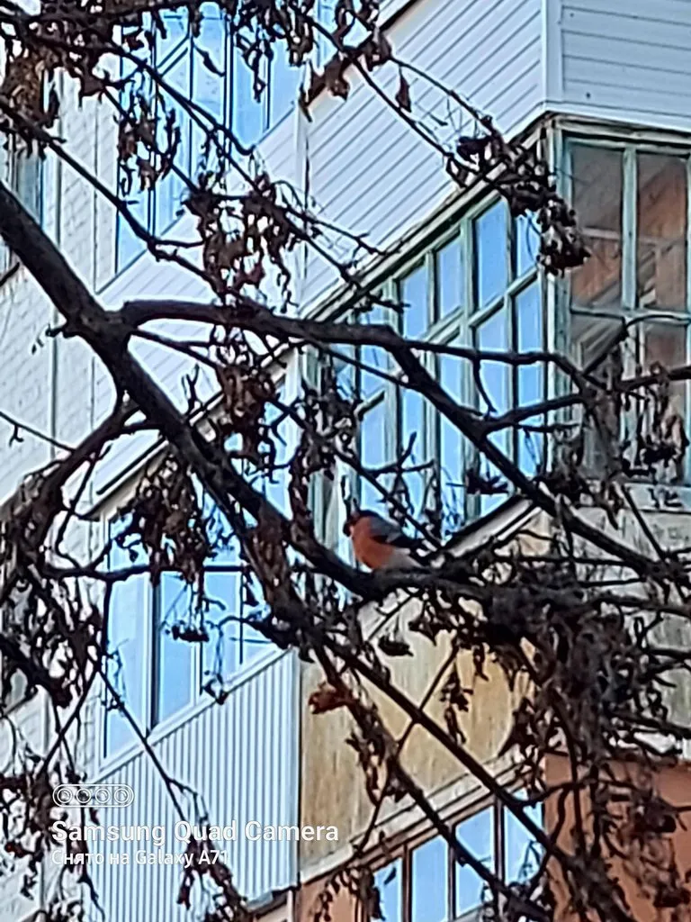 Tapтaлeтки & Ко