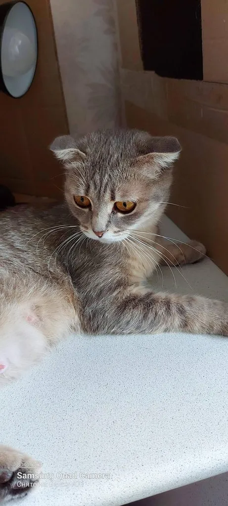 Tapтaлeтки & Ко