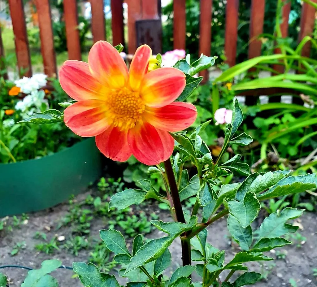 Чайная беседка