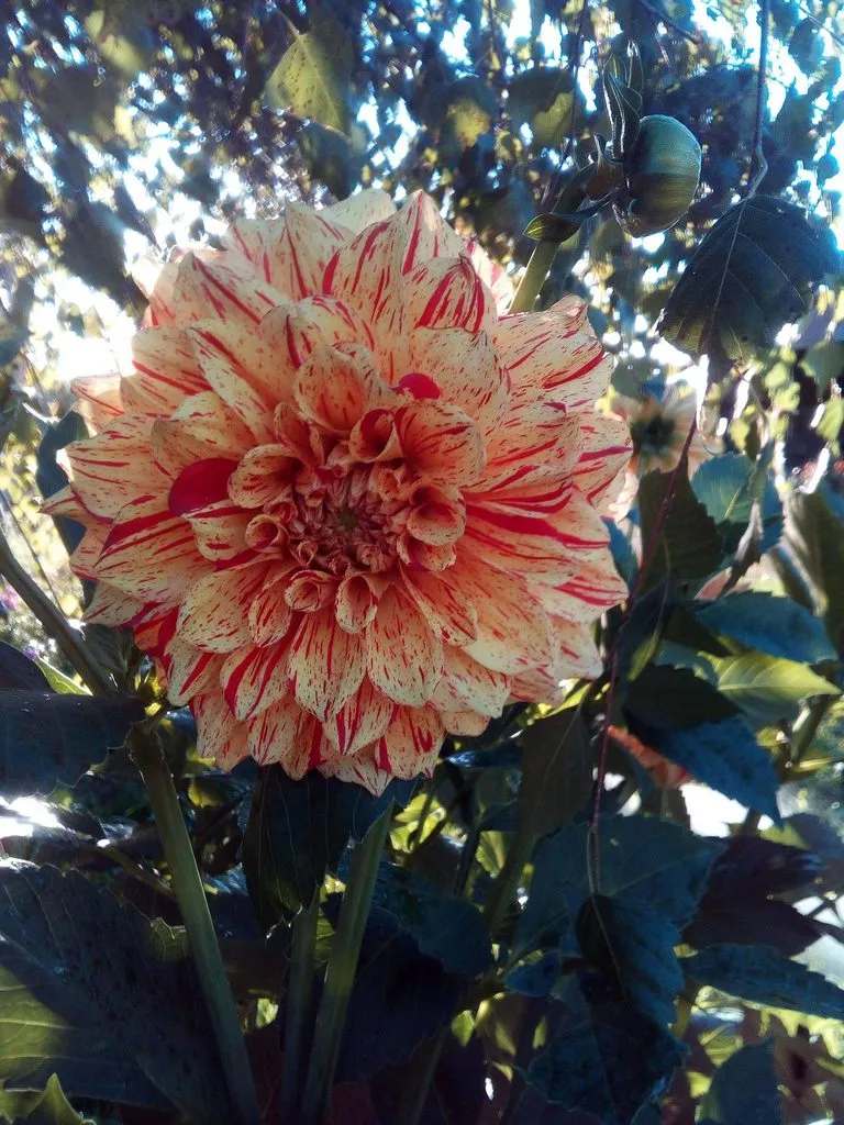 Чайная беседка