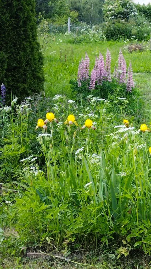 Чайная беседка