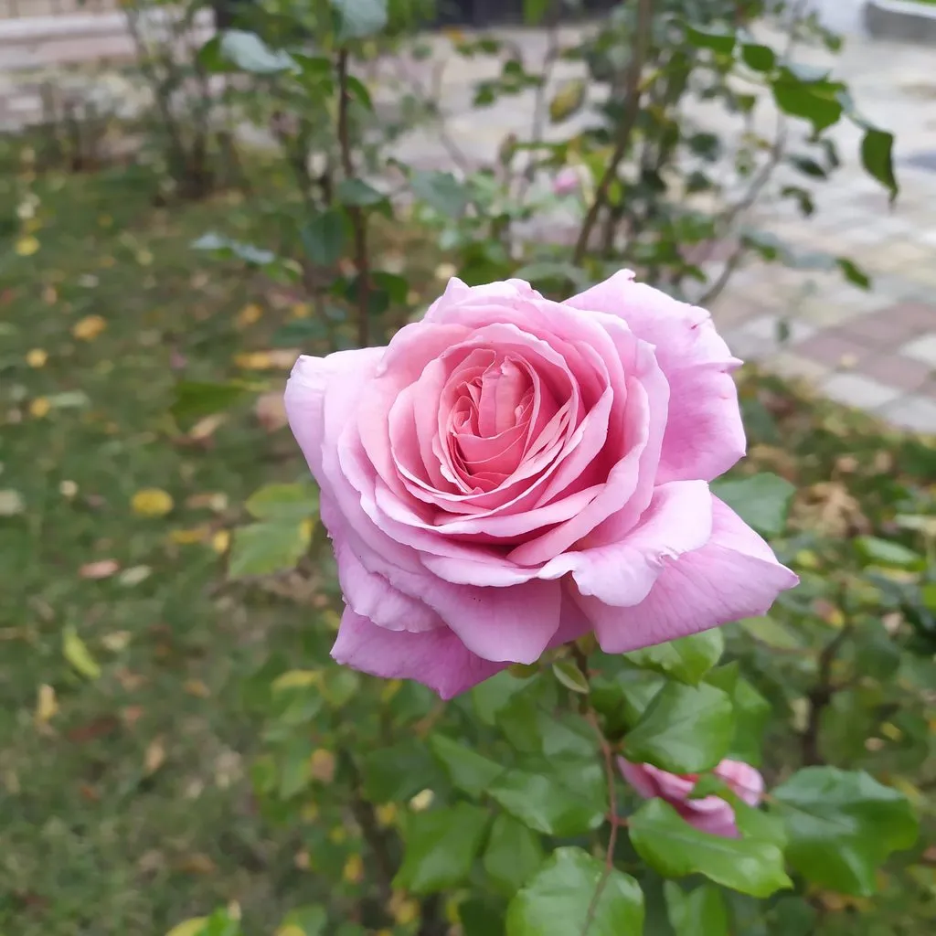 Чайная беседка