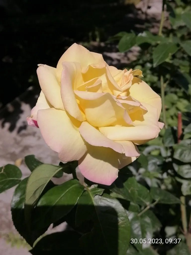 Чайная беседка