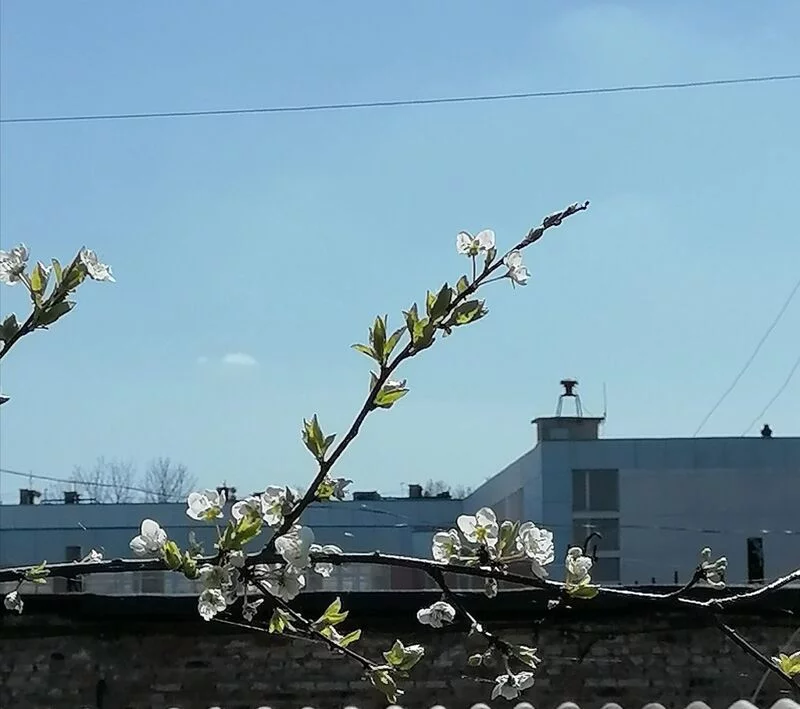 Чайная беседка