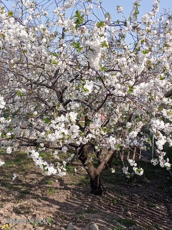 Чайная беседка