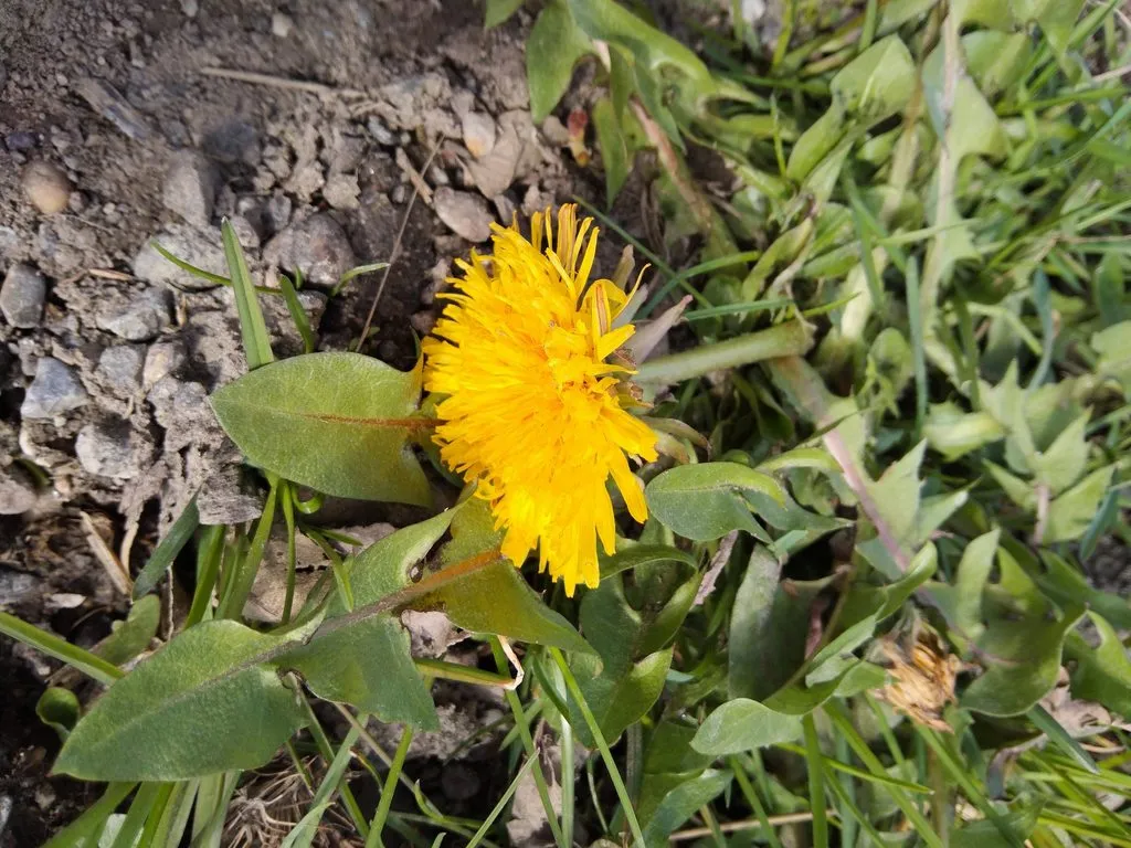 Чайная беседка