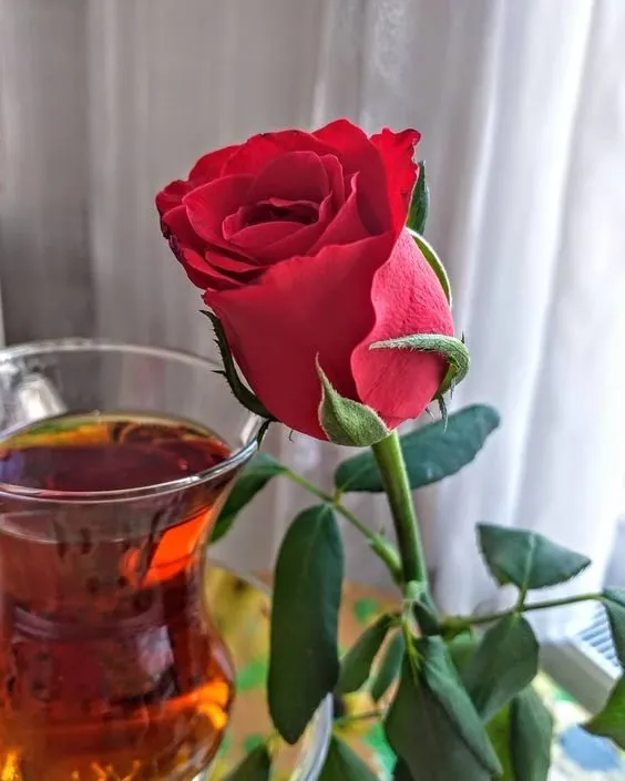 Чайная беседка