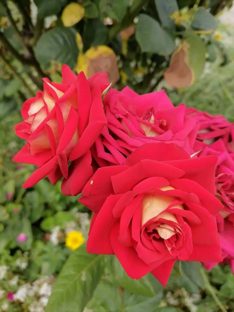 Чайная беседка