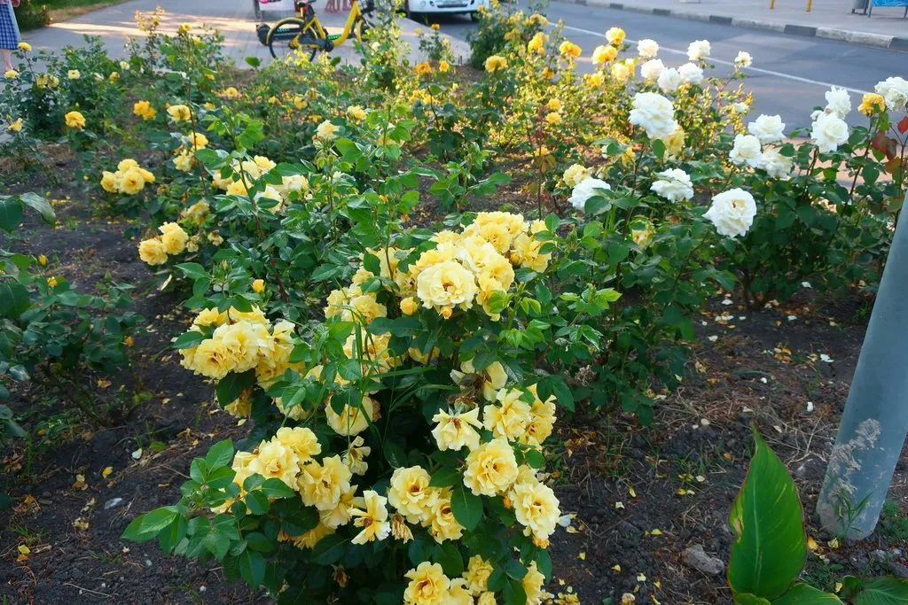 Чайная беседка