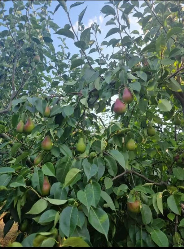 Чайная беседка