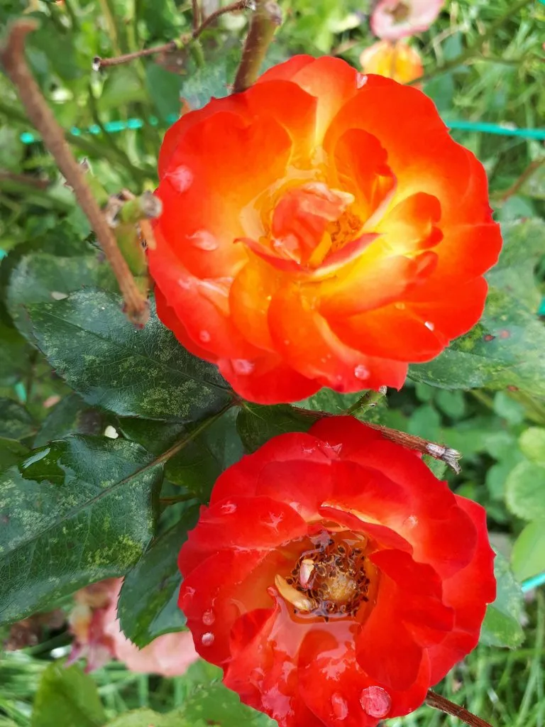 Чайная беседка