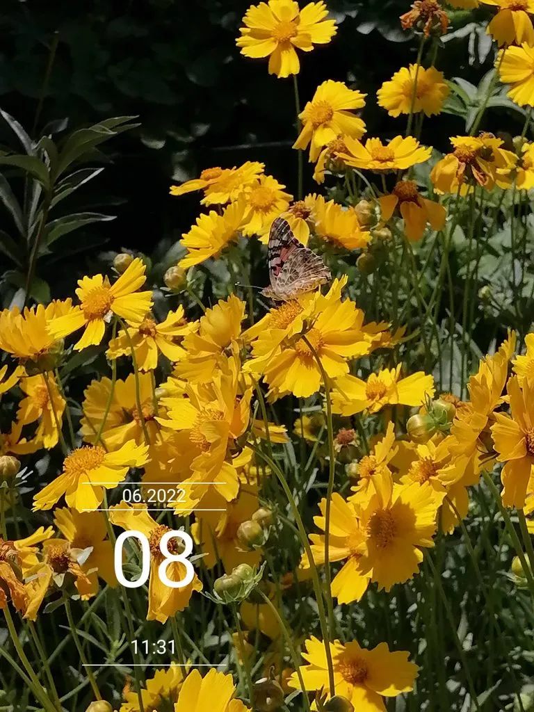 Чайная беседка