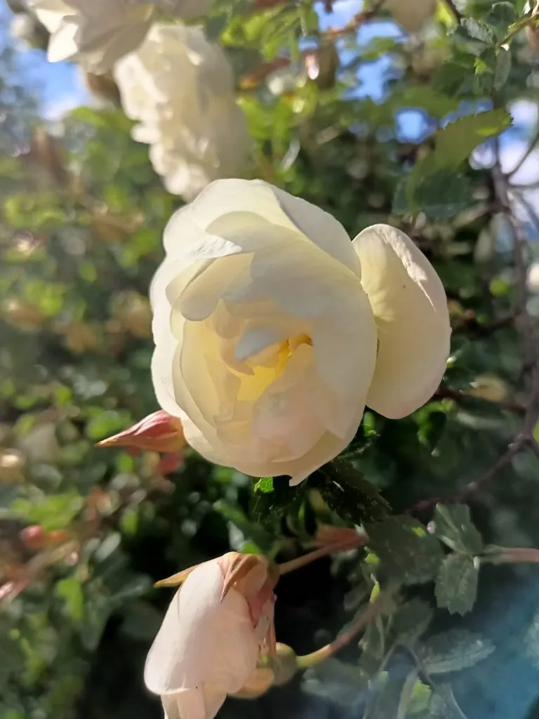 Чайная беседка